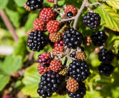 Кращі сорти ремонтантної ожини: як вирощувати і доглядати