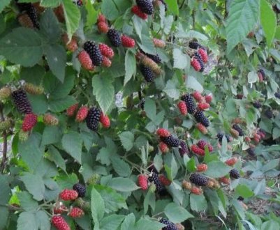 Особливості вирощування ожини сорти Карака Блек