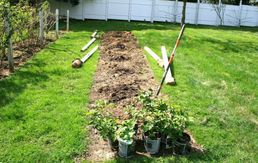 Місце для посадки ожини Місце для посадки ожини