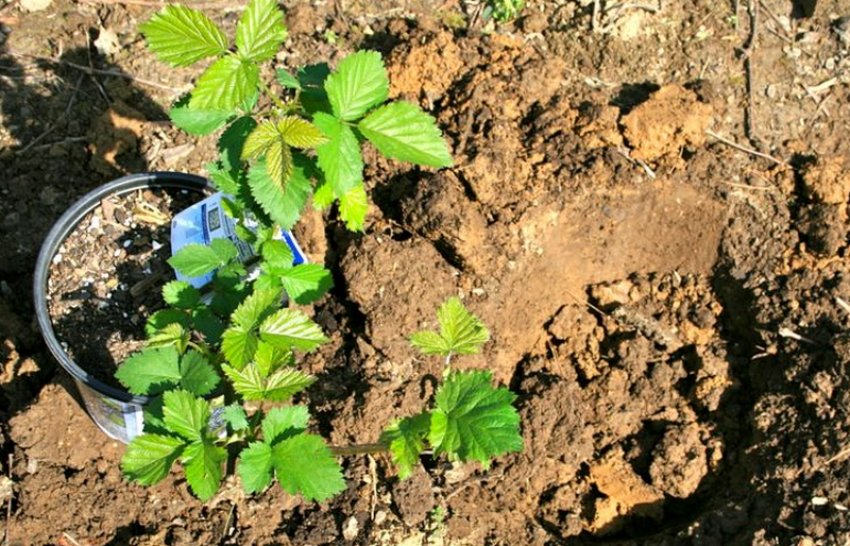 Молода ожина Молода ожина