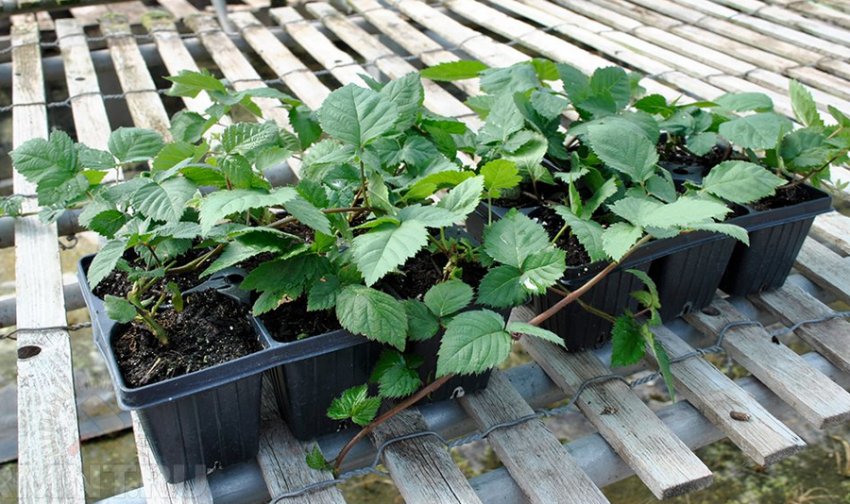 Саджанці ожини Саджанці ожини