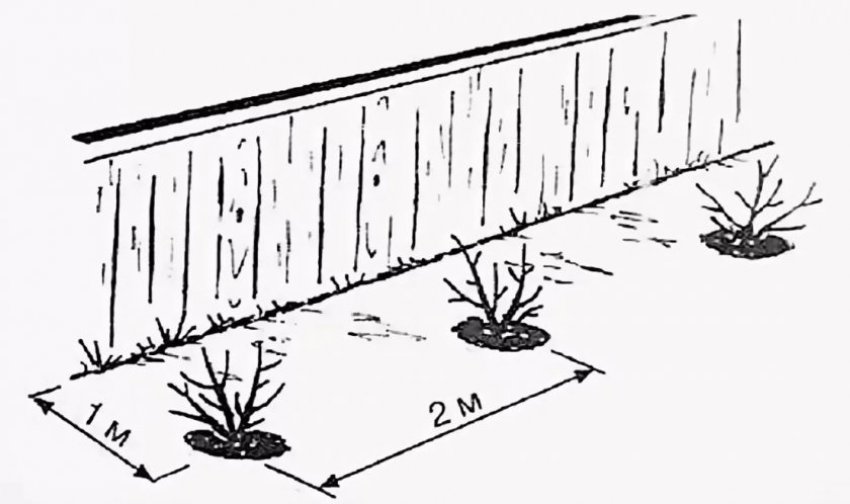 Відстань між посадками Відстань між посадками
