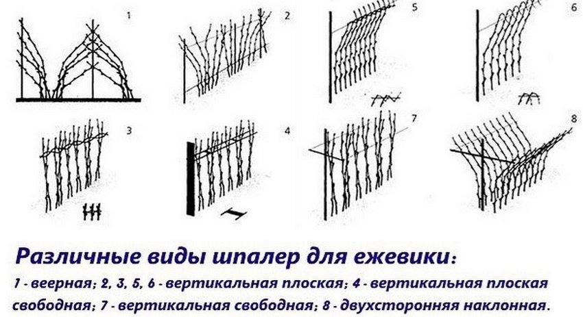 Види шпалер Види шпалер