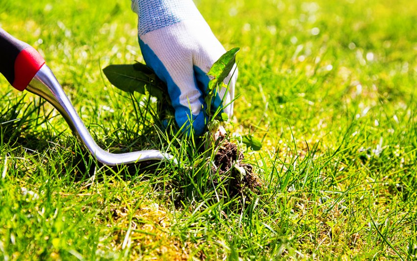 Боротьба з бур'янами Боротьба з бур'янами