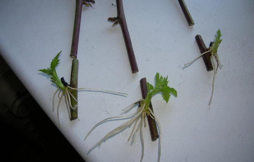 Живці ожини Живці ожини