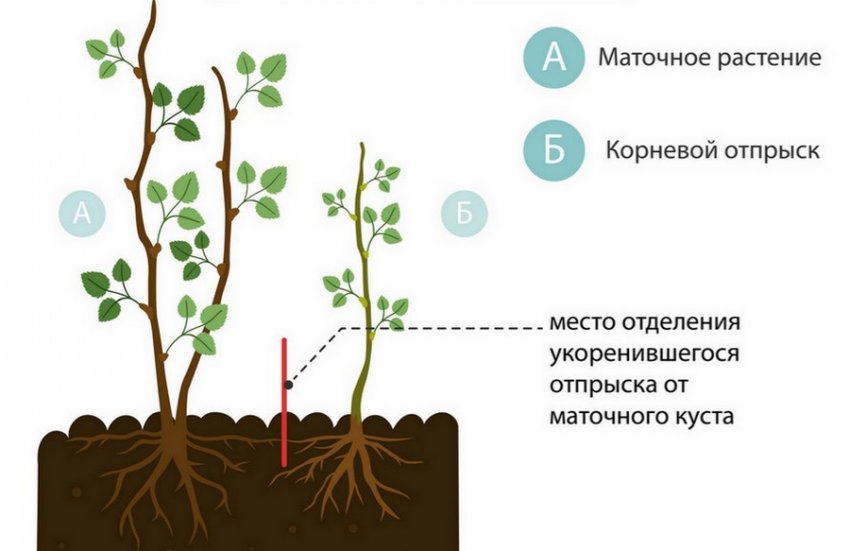 Розмноження ожини Розмноження ожини