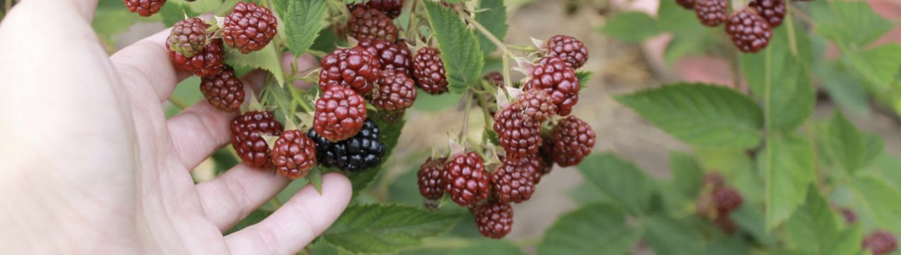 Особливості вирощування ожини сорти Дойл