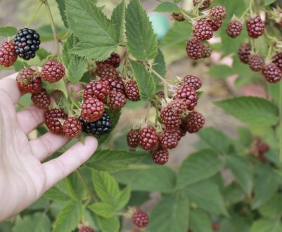 Особливості вирощування ожини сорти Дойл