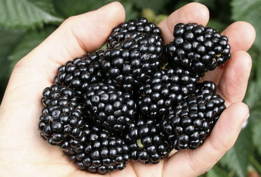 Ягоди ожини Дойл Ягоди ожини Дойл