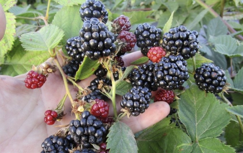 Ежевика сорта Дойл: описание с фото, характеристика, выращивание в ...