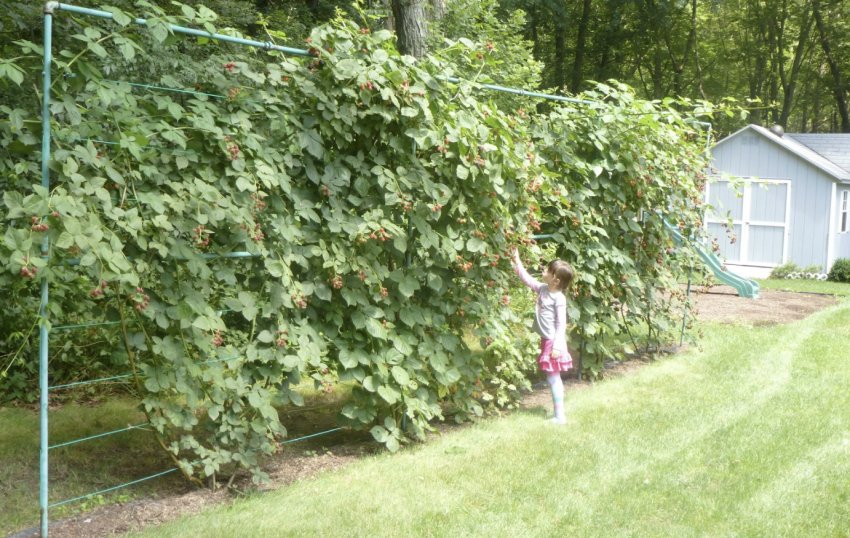 Місце для вирощування ожини Місце для вирощування ожини