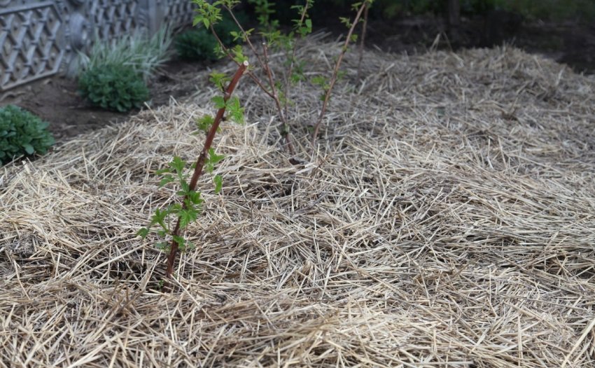 Мульча під саджанці ожини Мульча під саджанці ожини