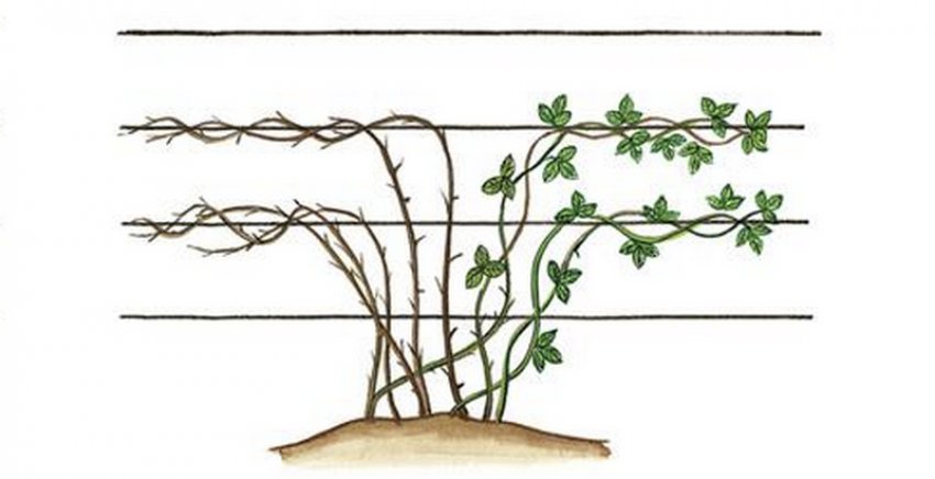 Підв[1]язати кущ, потрібно нахилити молоді пагони в одну сторону, а плодові залишити в інший.