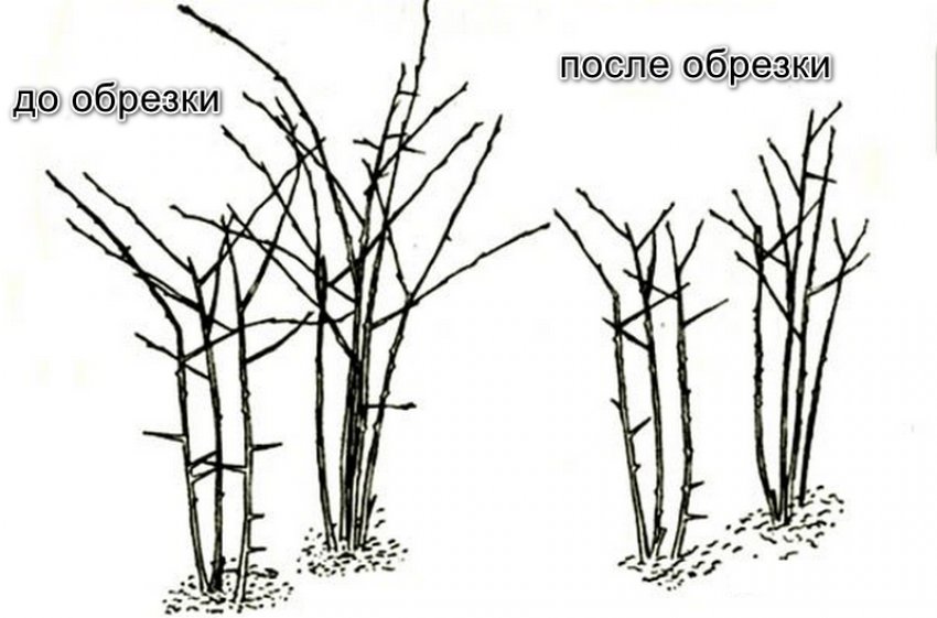 Обрізка ожини Обрізка ожини