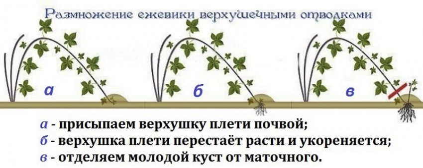 Розмноження ожини верхівковими відведеннями Розмноження ожини верхівковими відведеннями