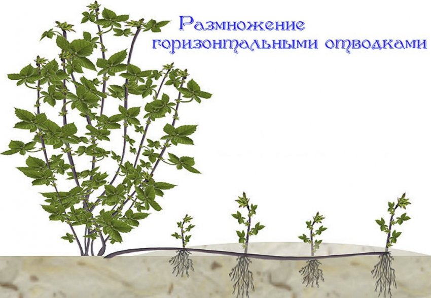 Розмноження ожини горизонтальними відводками Розмноження ожини горизонтальними відводками