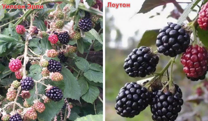 Ожина прямостоячий