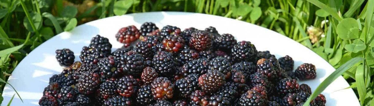 Опис сорту і особливості вирощування ожини Арапахо