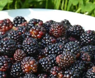 Опис сорту і особливості вирощування ожини Арапахо