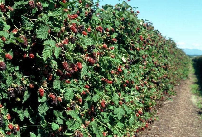 Ремонтантні сорти ожини