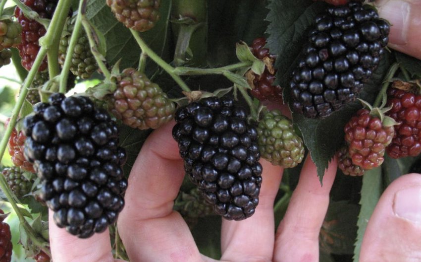 Ожина Небеса можуть почекати