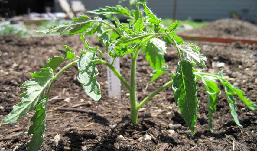 Томат Батяня Томат Батяня