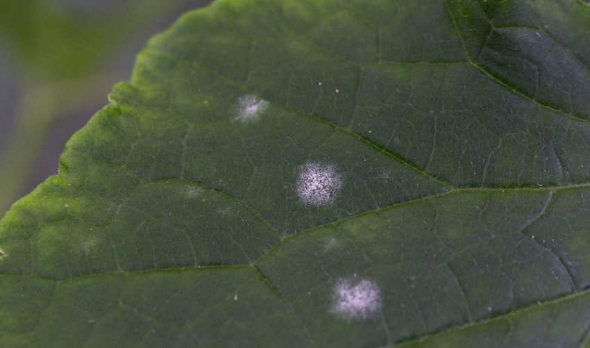 Борошниста роса ожини Борошниста роса ожини