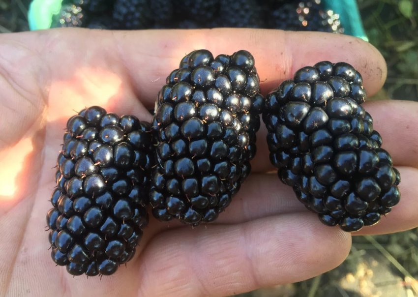 Ожина Натчез