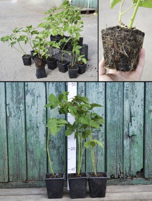 Саджанці ожини