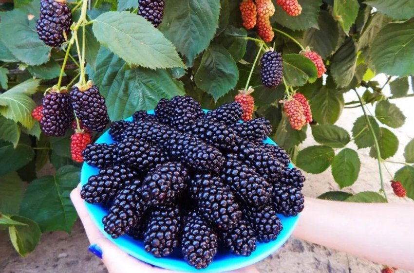 Ожина Натчез Учита