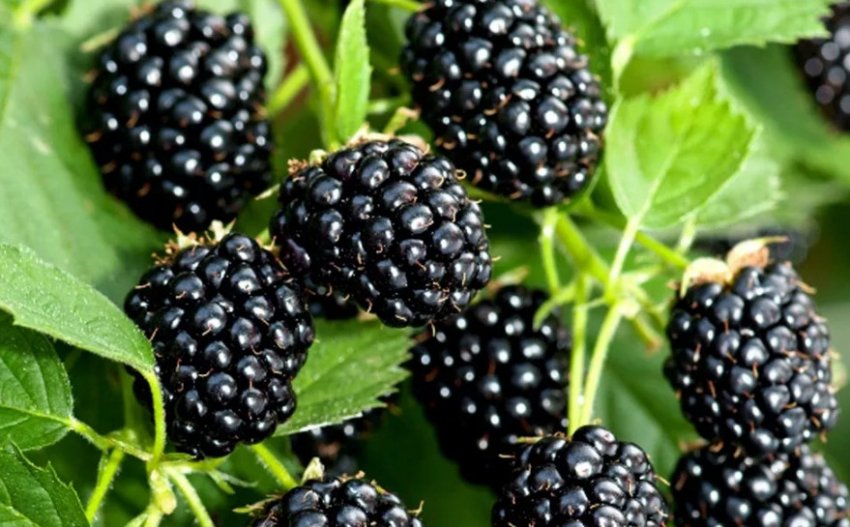 Ожина Натчез Честер