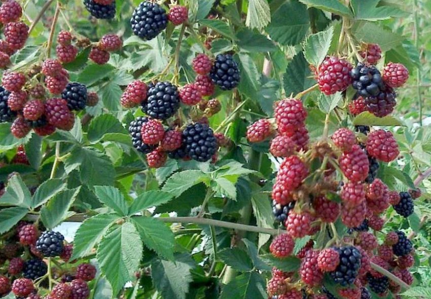 Ожина Рубен