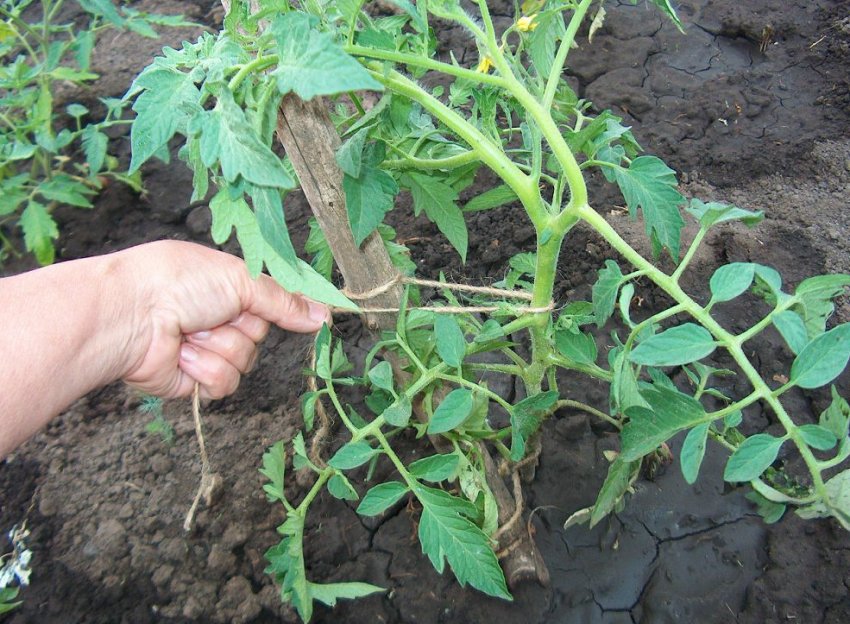 Підв'язування куща