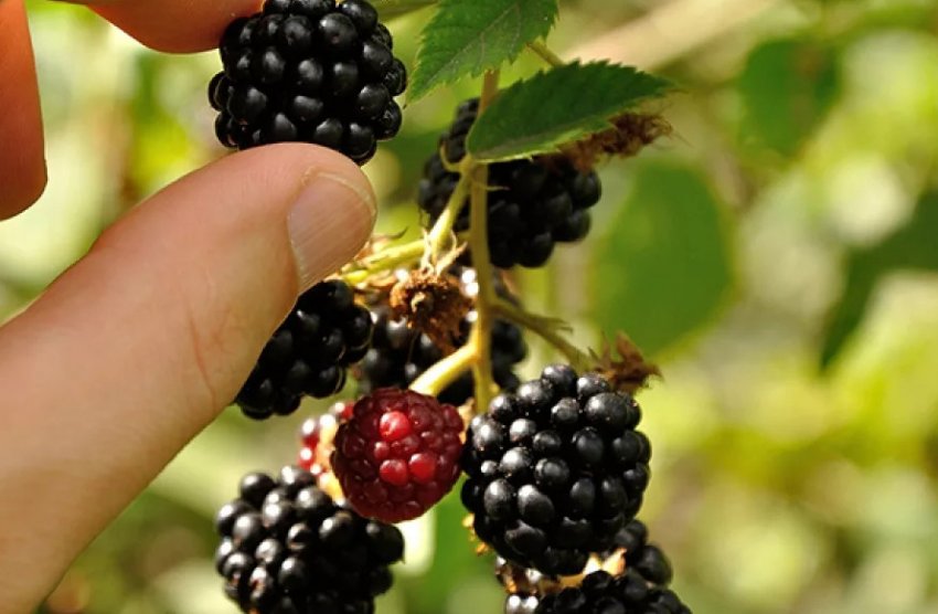 Ожина Навахо