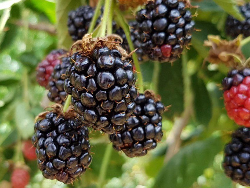 Ожина Уачита