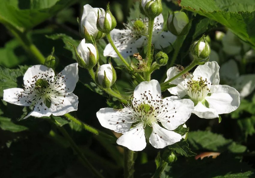 Ожина Євразія