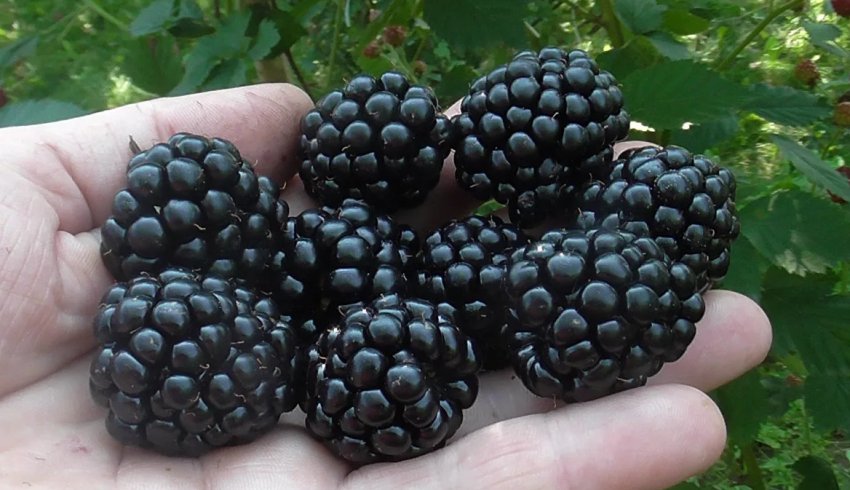 Ожина Джамбо