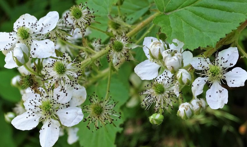 Ожина Здоровань