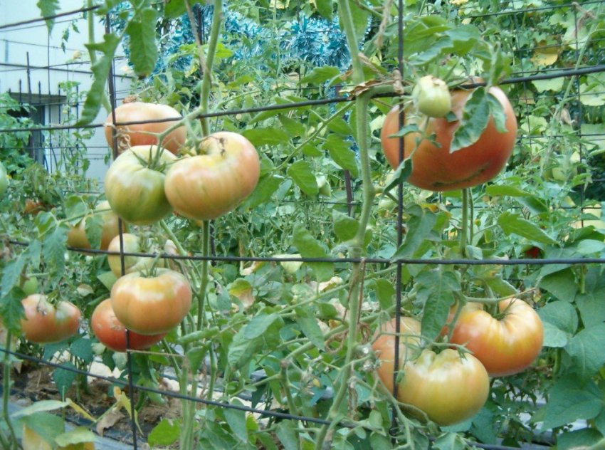 Підв'язування куща