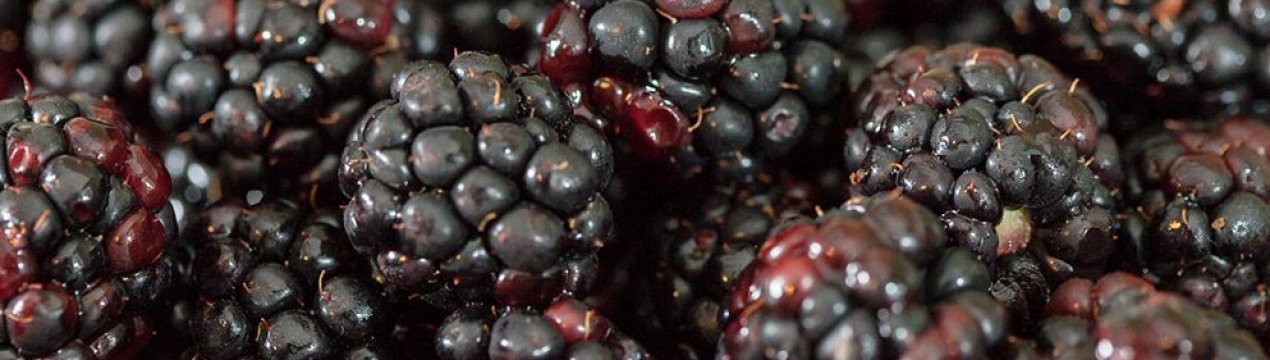 Популярні сорти ожини — основні характеристики