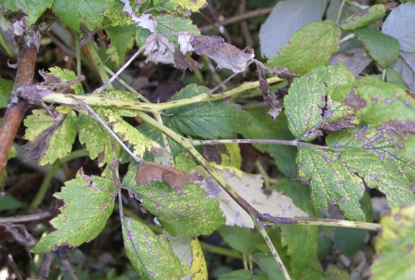 Антракноз ожини