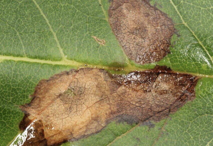 Филлостиктоз