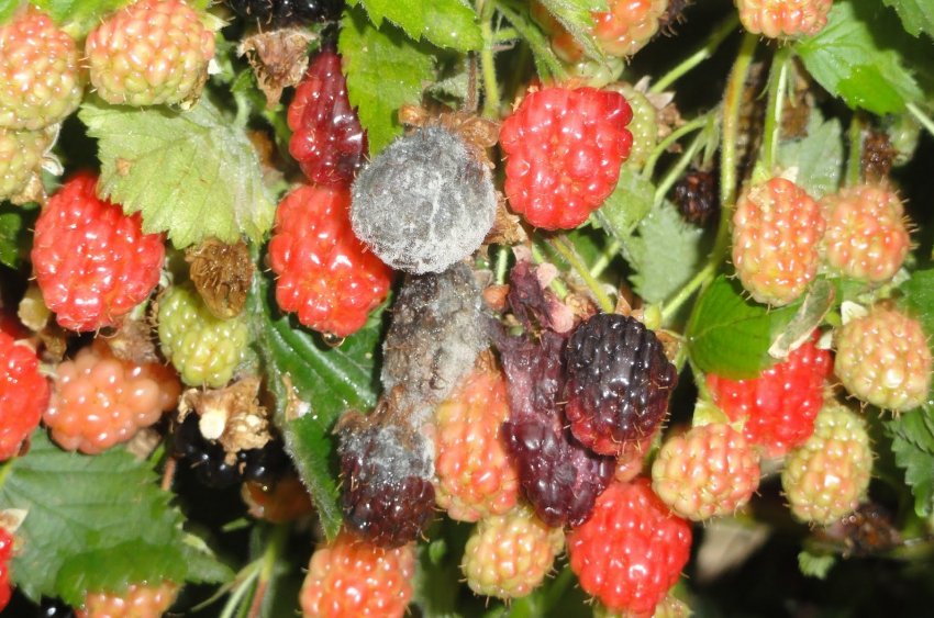 Сіра гниль на ожині