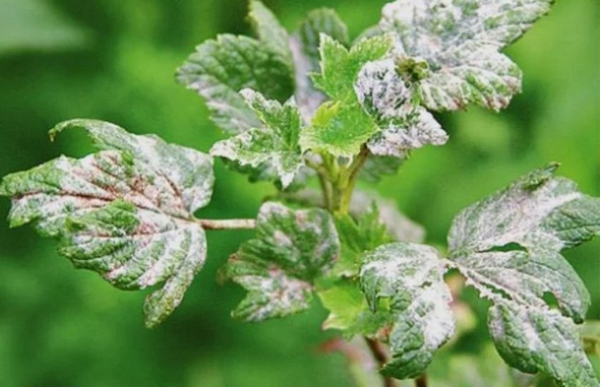 Борошниста роса на ожині