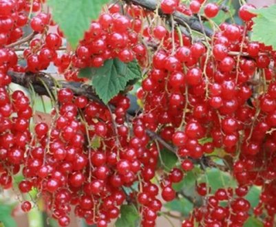 Смородина червона Наталі — основні характеристики сорту