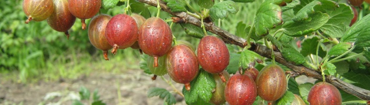 Кращі сорти агрусу, принципи класифікації та короткі характеристики
