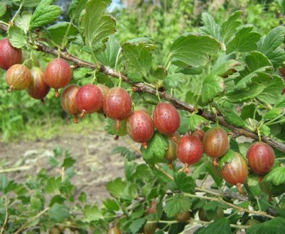 Кращі сорти агрусу, принципи класифікації та короткі характеристики