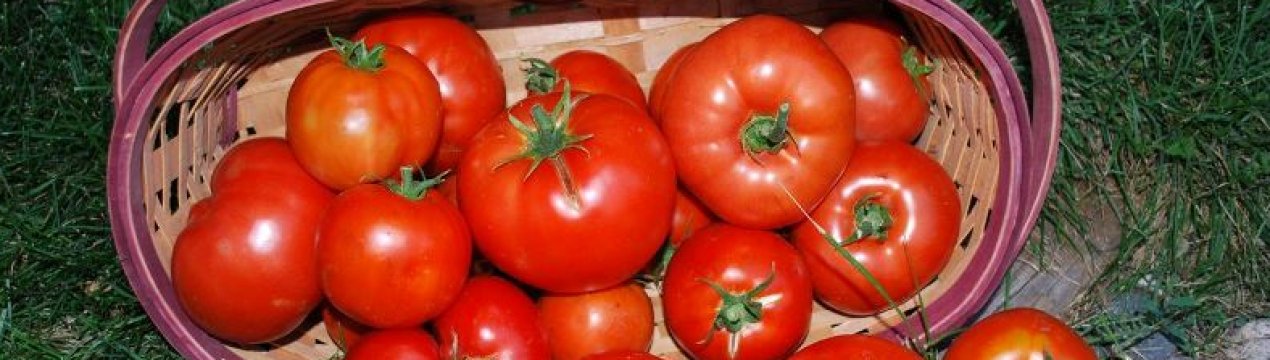 Томат «Біг Біф» (Big Beef F1): характеристика і врожайність сорту, особливості вирощування та догляду