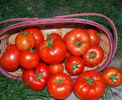 Томат «Біг Біф» (Big Beef F1): характеристика і врожайність сорту, особливості вирощування та догляду