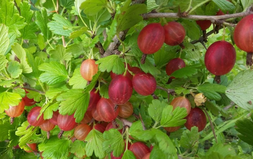 Агрус Машека Агрус Машека